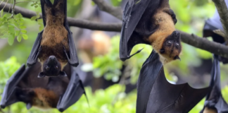 Danger Will Robinson: the NIPAH Virus with a 40-75% Death Rate Lurks.